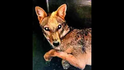 Jackal pup shifted to Vellore park