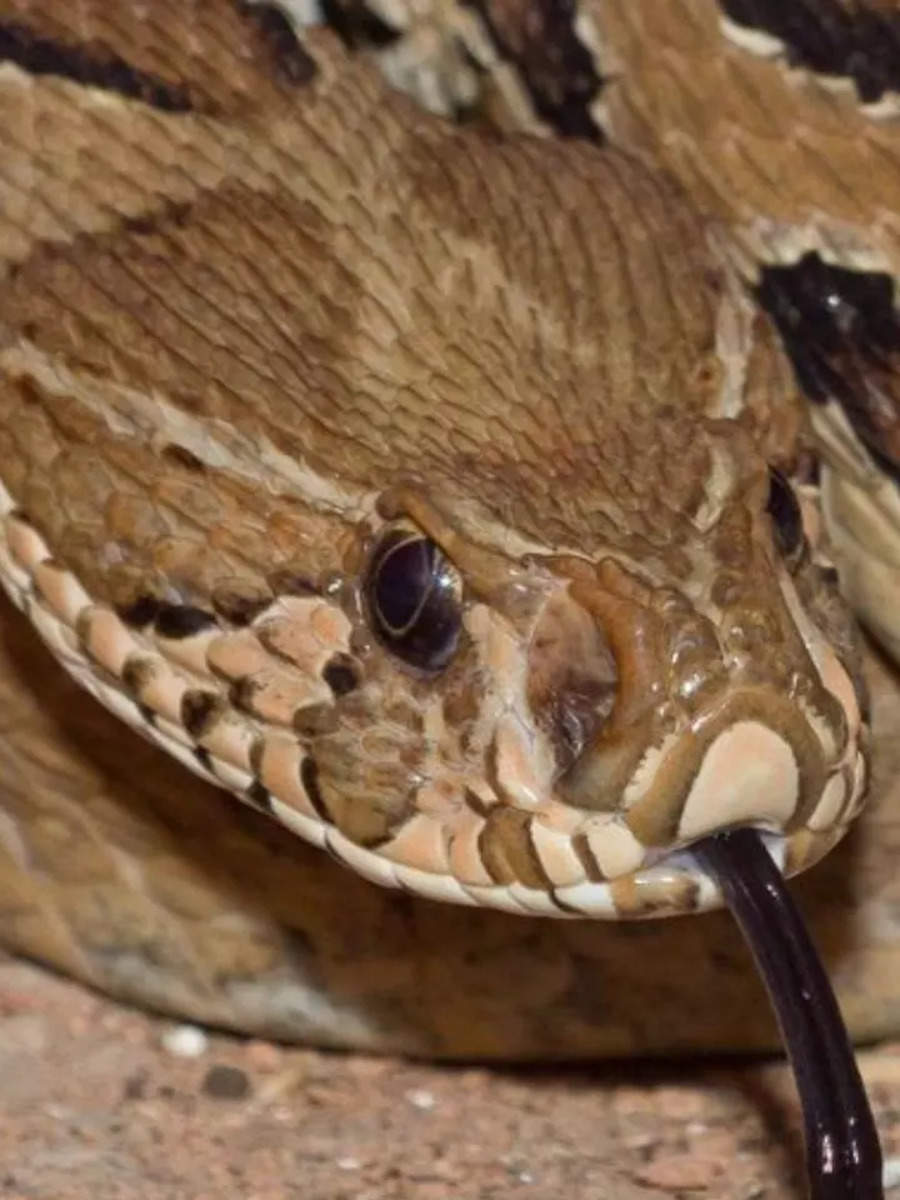 7 Most Venomous Animals In The World 