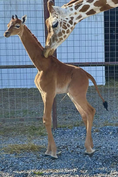 Rare spotless baby giraffe welcomed by Tennessee Zoo