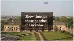 Show time for these pooches in Lucknow