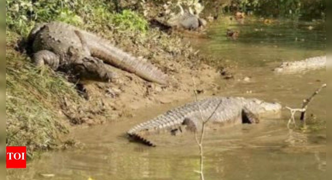 Decrease in crocodile count at Corbett this year | Dehradun News