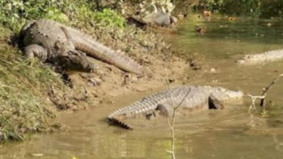 Decrease in crocodile count at Corbett this year