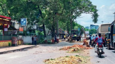PMC cuts down 10 mature trees to ‘allow free movement of vehicles’