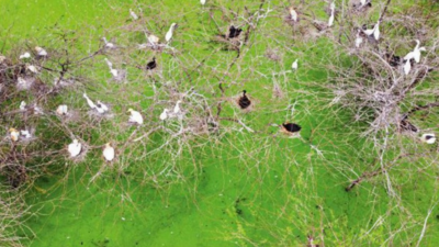 A first for NCR: Nesting colony of glossy ibis spotted in Jhajjar