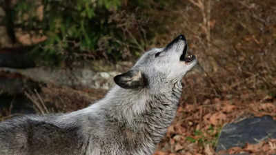 How a lone 'immigrant' wolf revived a forest ecosystem