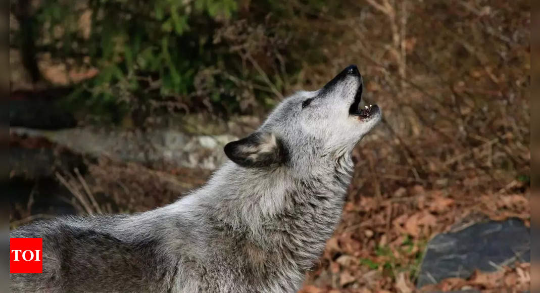 Immigrant: How a lone 'immigrant' wolf revived a forest ecosystem