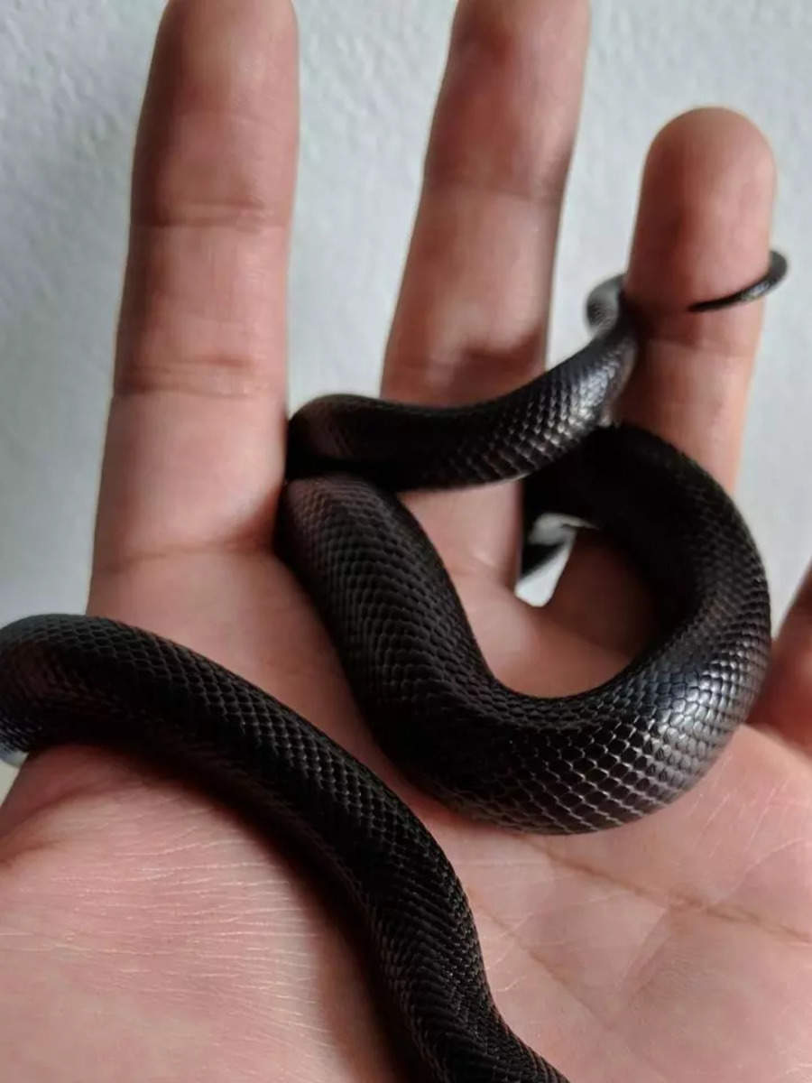 Top 7 Smallest Snakes In The World | Times Now