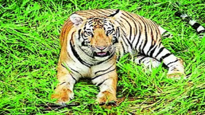 Bengal tiger sightings on Rayagada border lift hope