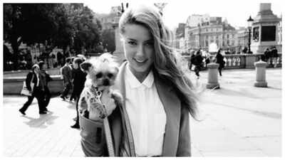 Australian prosecutors drop case against actor Amber Heard over pet Yorkshire terriers