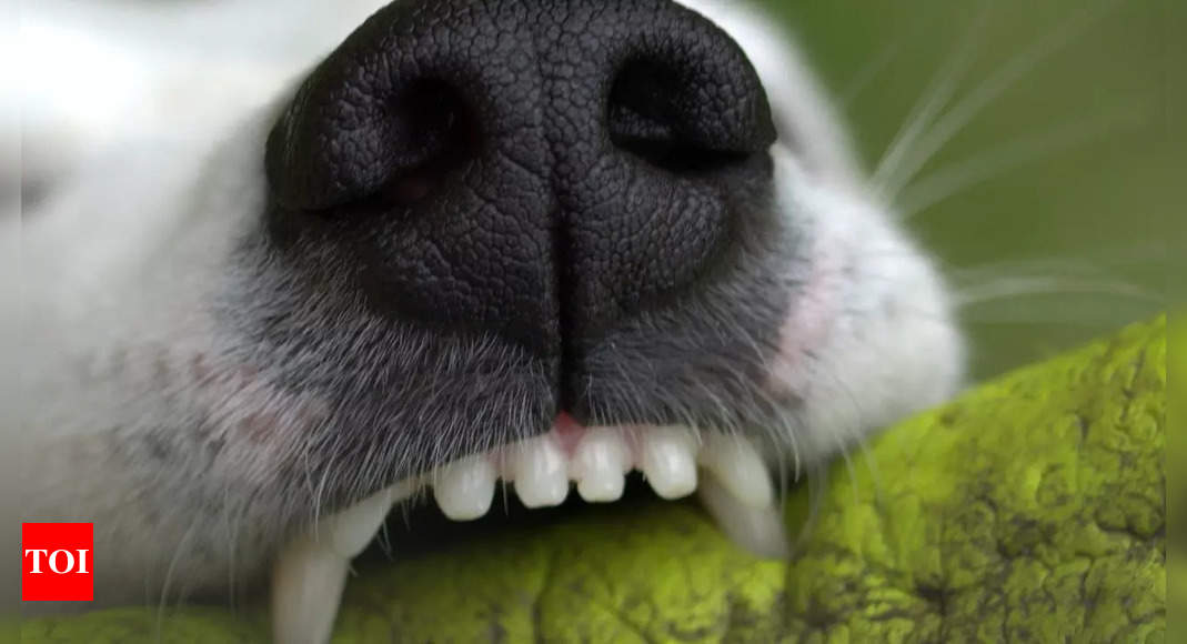 Global Canine Day: Strategies to take treatment of your dog’s dental wellness
