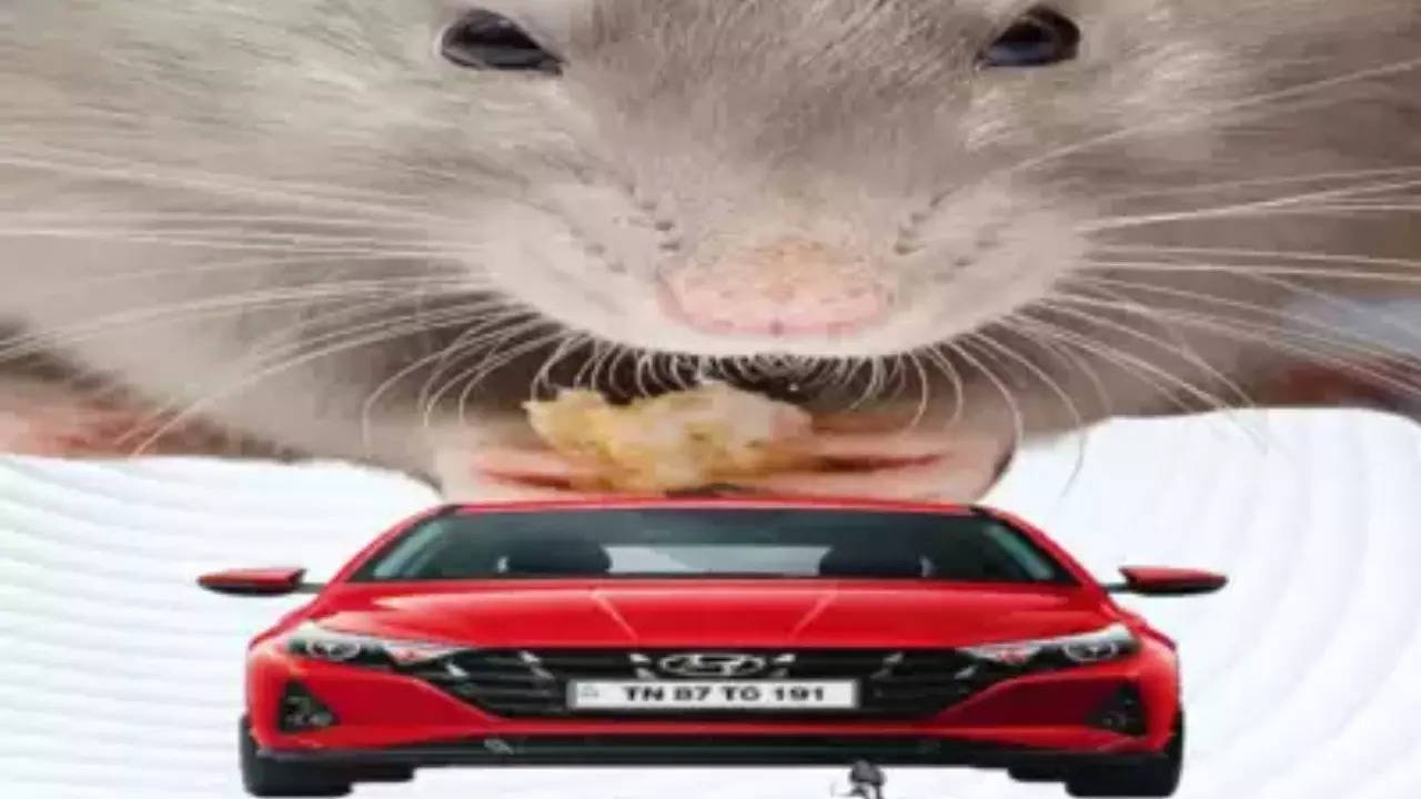 How to Get Rid of Rats that Live in Your Car - Pest Detective