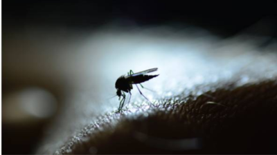 Study finds dengue virus becomes more lethal in high temperature