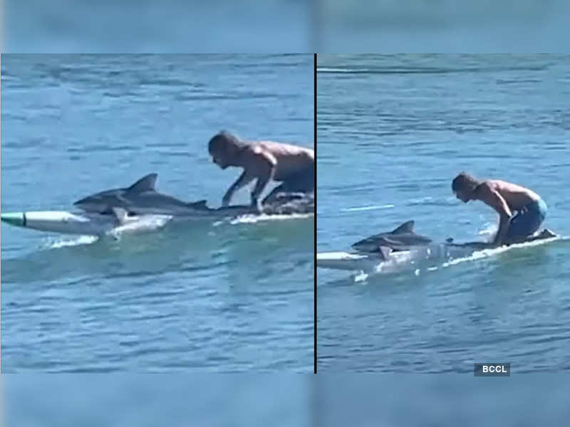 Watch: Australian surfer rides back to the shore with a lifeless shark ...