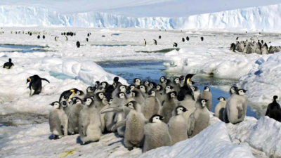 Loss of Antarctic ice hurting survival of emperor penguin chicks, study says