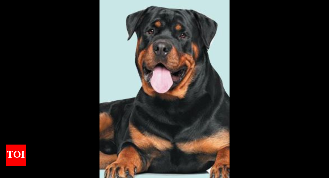 Govt should consider ban on rottweilers, pit bulls in Goa PFA Goa