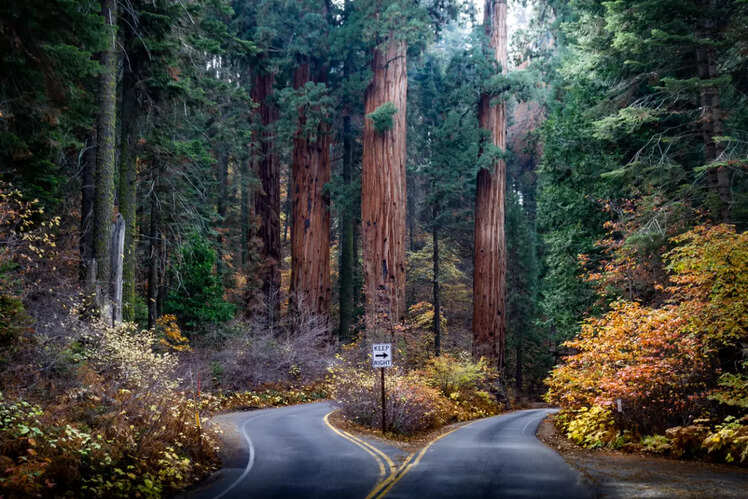 Sequoia National Park, California