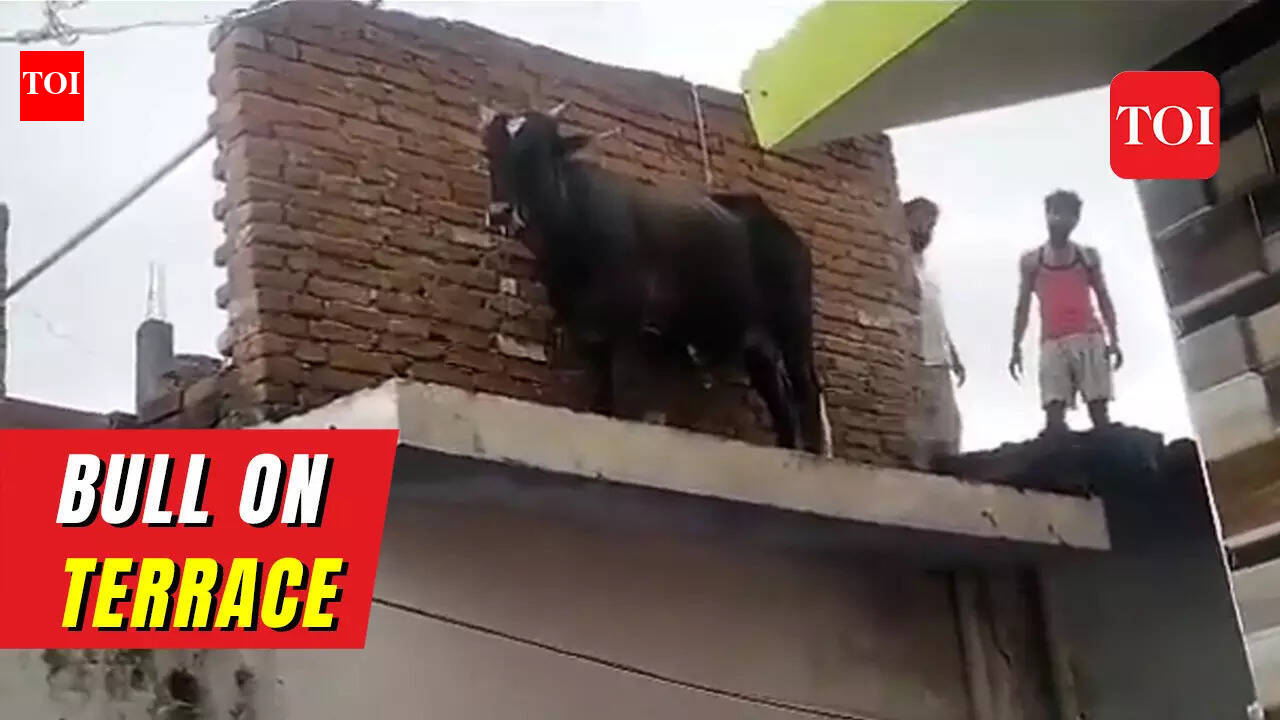 Bull climbs terrace of a house in UP, video goes viral
