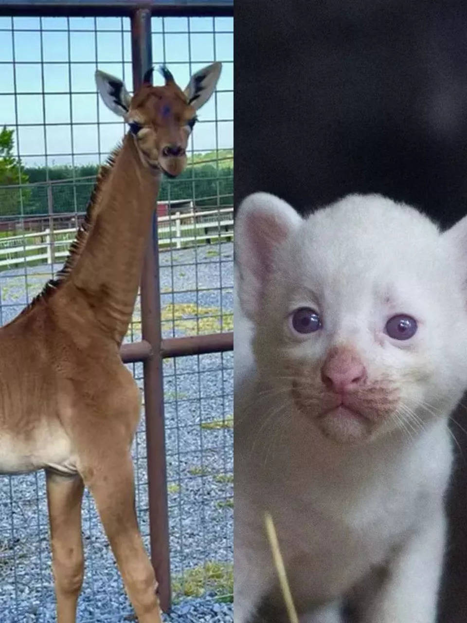 This Adorable Newborn White Bengal Tiger Is the First to Be Born in  Nicaragua