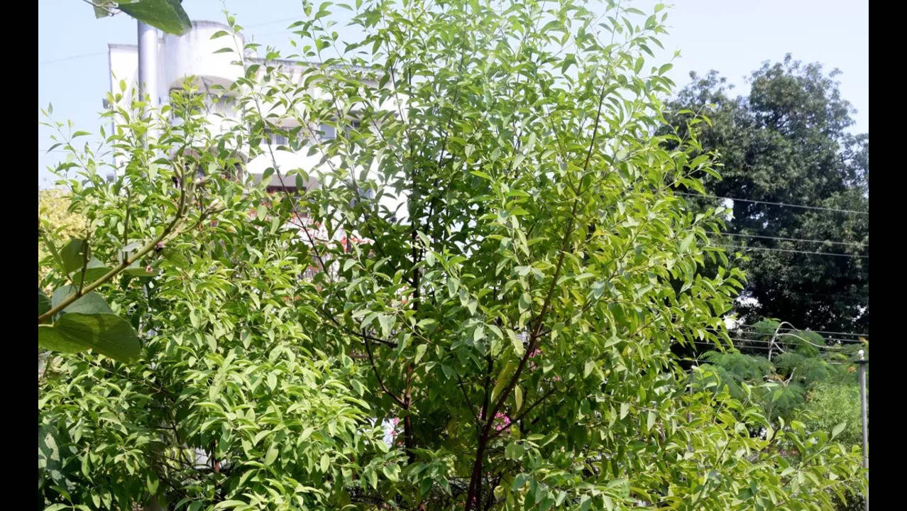 Sandalwood trees under threat in Urban Coimbatore | Coimbatore News - Times  of India