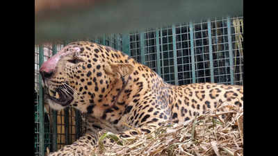 Man-eater leopard linked to two deaths captured in UP's Bijnor