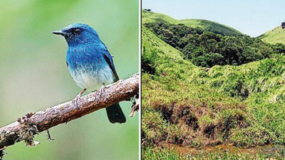 75% reduction in 12 species of Western Ghat birds: Report