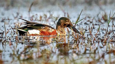 '20 bird species population on the decline in Bengal'