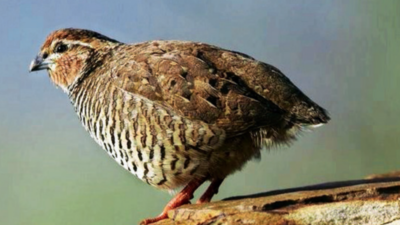 28 bird species from NE of high conservation priority: Report
