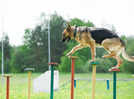 Unleashing incredible capabilities of our canines