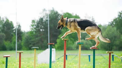 International Dog Day 2023: Unleashing the incredible capabilities of our canine companions