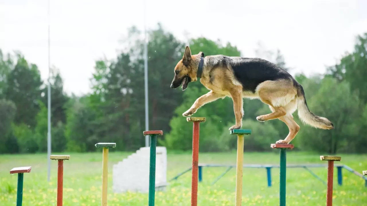 International Dog Day 2022: From Tuffy to Entertainment; 5 Dogs That Stole  the Limelight in Bollywood Movies - News18