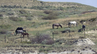 Wild horses that roam Theodore Roosevelt national park may be removed, many oppose the plan