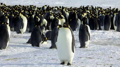 Shocking! Low ice levels leads to the death of thousands of Emperor Penguin chicks