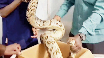 Mumbai: Snake curls up behind fridge in Dharavi home, gulps pet rabbit