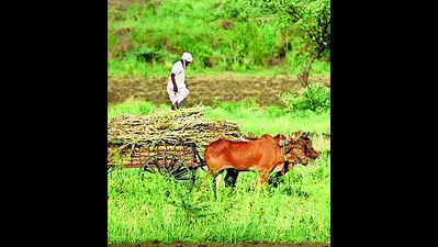 Animal husbandry department seeks ₹1.3 crore to grow fodder