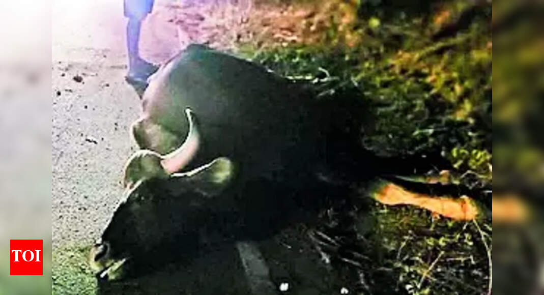 Truck Hits: Indian Gaur Killed As Truck Hits It | Coimbatore News ...