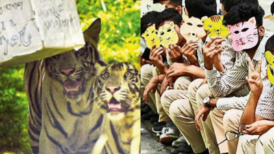 Avni & Vyom, zoo's white tiger cubs, celebrate 1st b'day