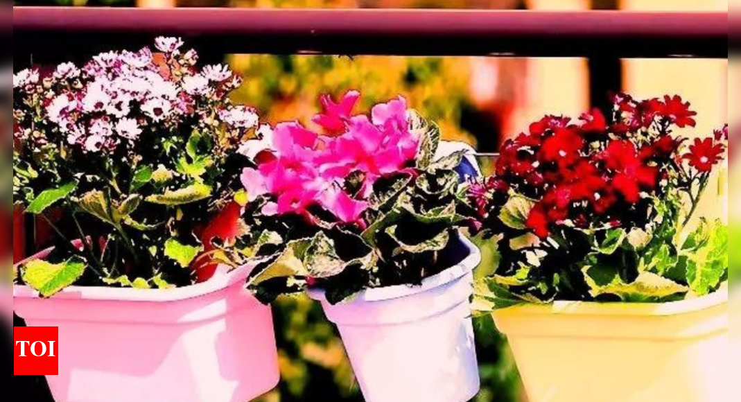 G20 Summit 6.75 lakh pots of flowering plants, foliage to adorn Delhi