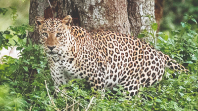 3 children killed in wildlife attacks in Uttarakhand in 10 days