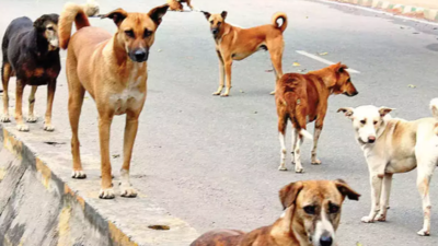 Stray dogs forcibly tied and put into gunny sacks in Mumbai's Jogeshwari