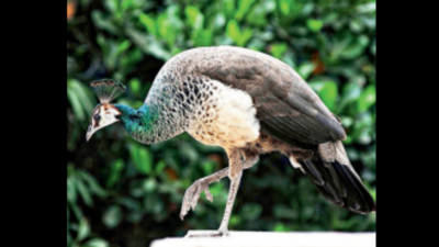 Surge in peafowl population in Karnataka leaves many worried