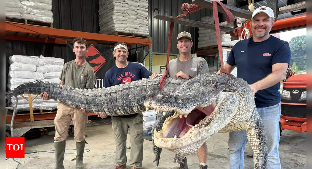 Mississippi: Colossal alligator captured in Mississippi smashes