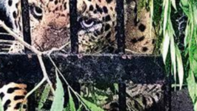 One more leopard trapped near Tirumala walkway, 4th in 2 months