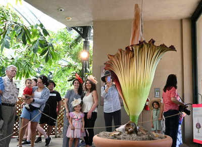 Corpse Flower California: 'Smells Of Rotting Flesh': Rare Corpse Stinks ...