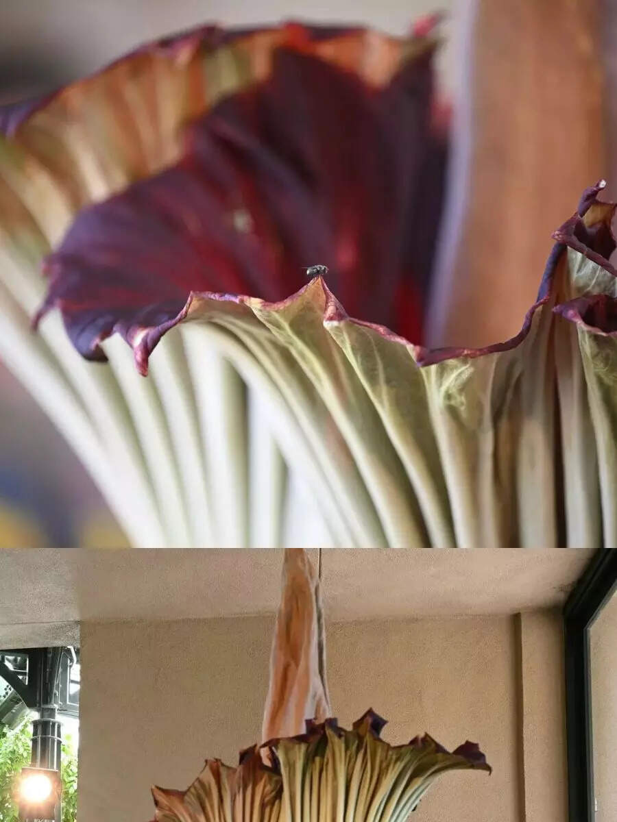 Rare 'Corpse plant' blooms, smells like rotting flesh in California