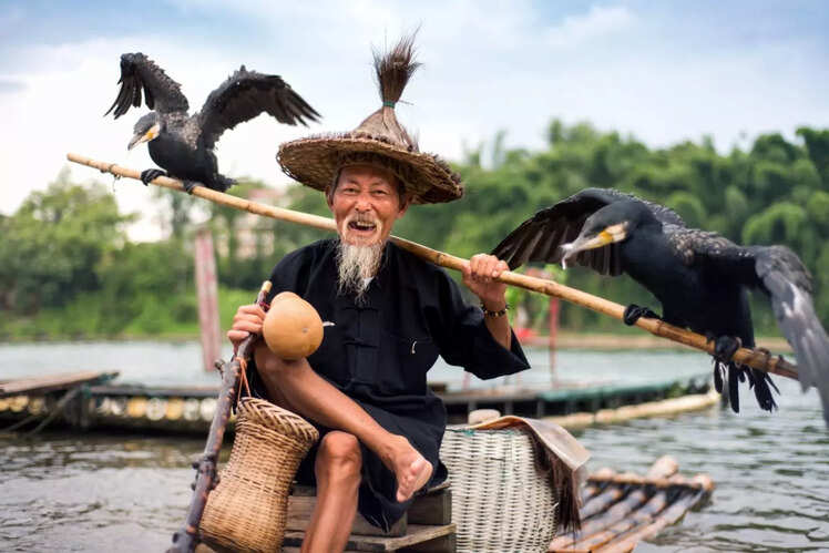 Yang Shuo Cormorants, China