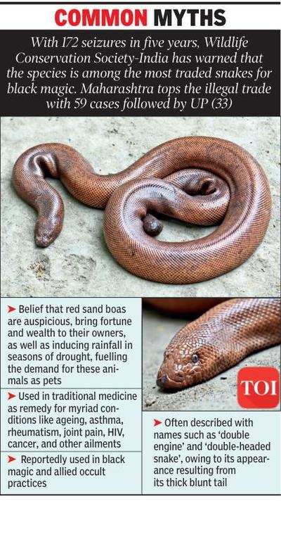 Illegal trade puts red sand boas on verge of extinction | Nagpur News ...