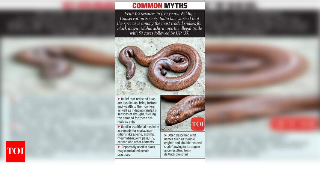 Illegal trade puts red sand boas on verge of extinction | Nagpur News ...