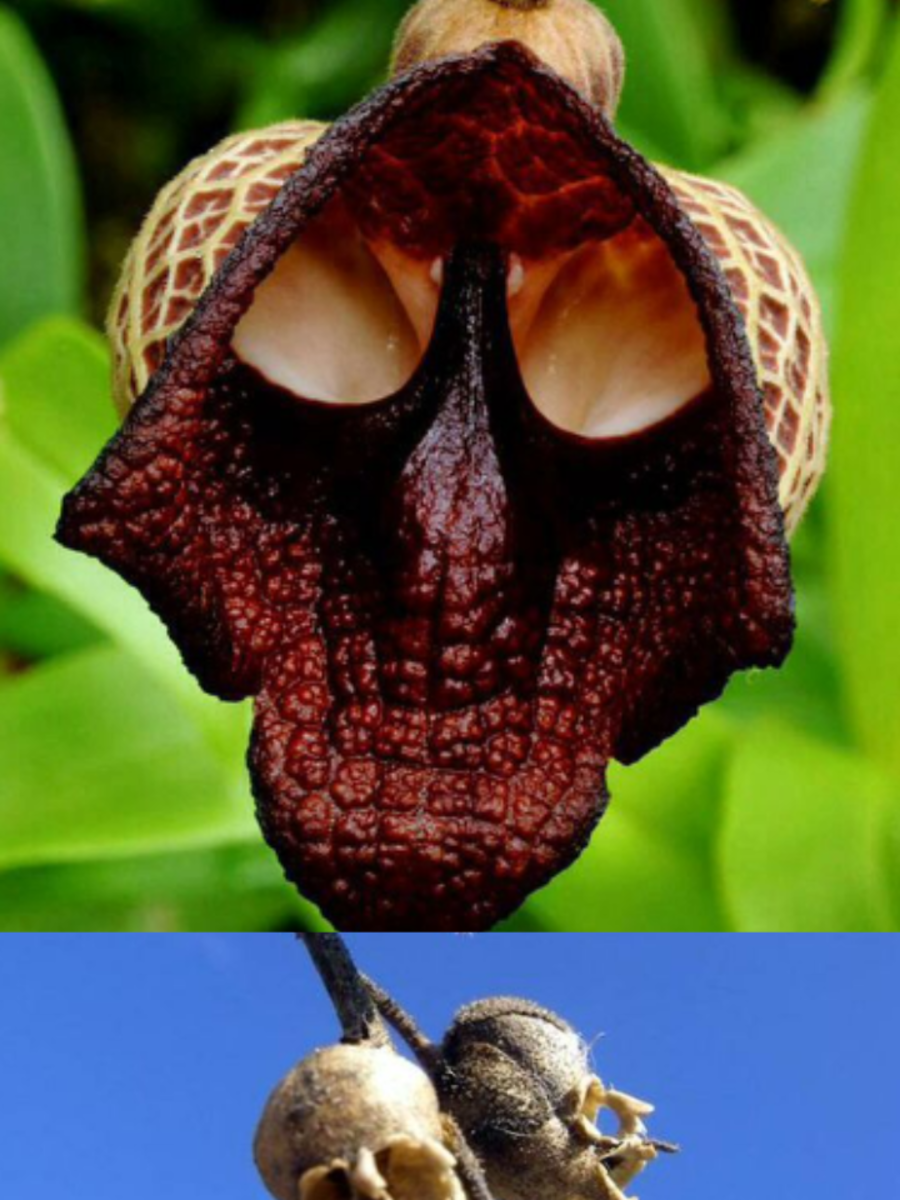 7 Mysterious Flowers That Look Like Skulls Times Now