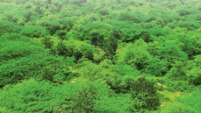 A year without plantations for trees & greenery lost? | Gurgaon News ...