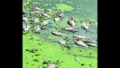 Fish found dead in Lingambudhi lake